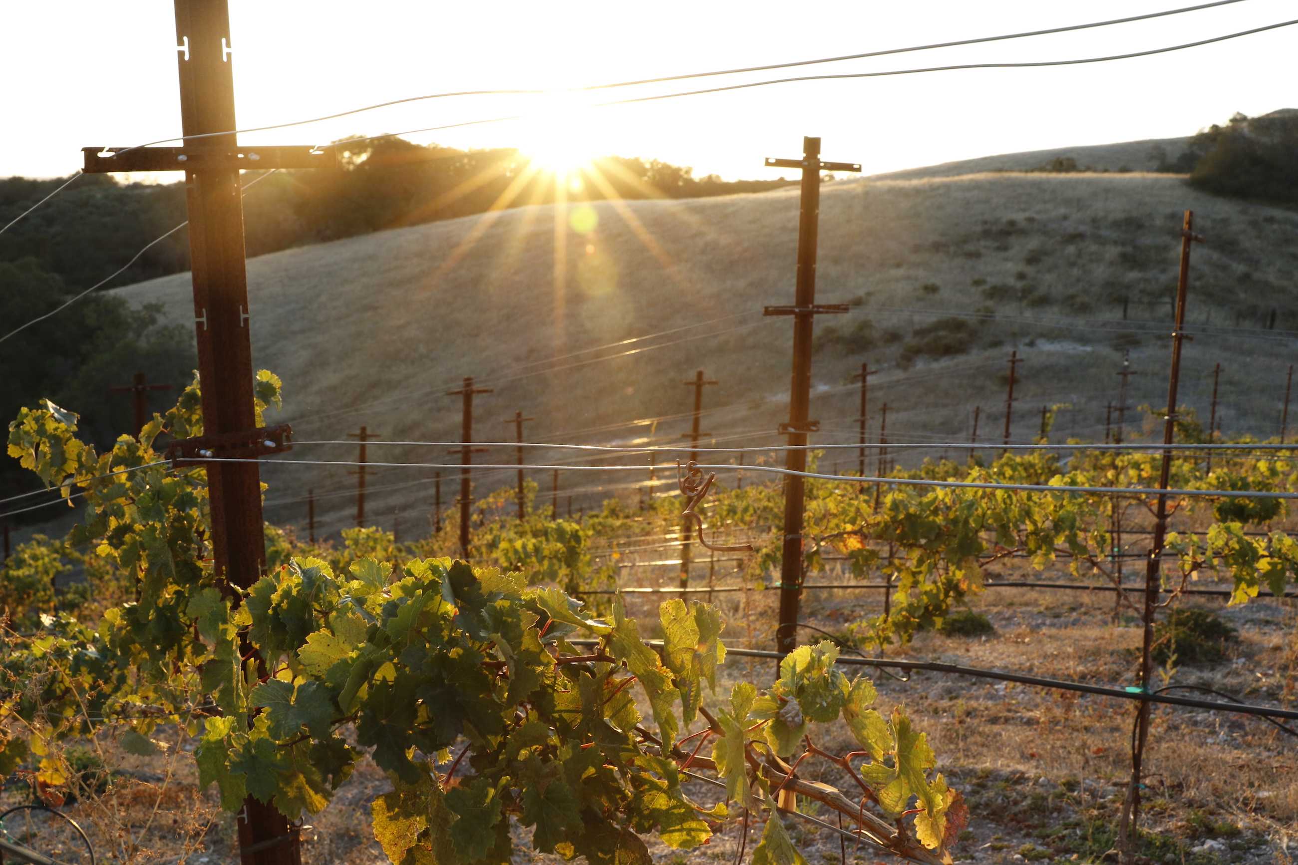 The image depicts a Paso Robles vineyard at sunset, with sunlight filtering through the grapevines. Rows of grape plants stretch across a gently sloping hill, and the sky is a warm, glowing hue, creating a serene atmosphere.