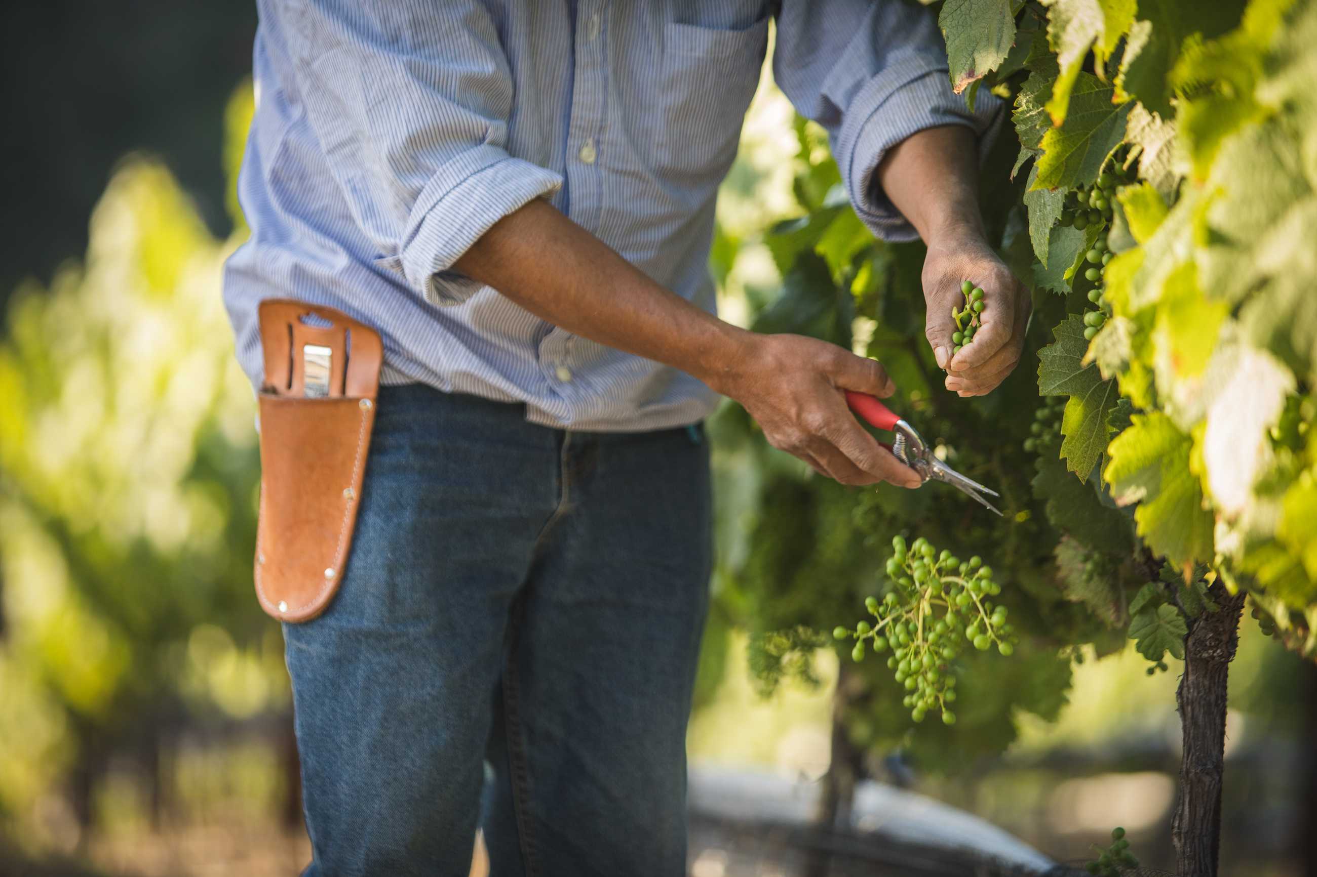 In a sunny, lush vineyard, a person in jeans and a blue shirt expertly harvests green grapes with pruning shears, their tool pouch at the ready. This is Paso Robles, known for its exquisite Bordeaux blends flourishing under the radiant sun amidst rows of vibrant grapevines.