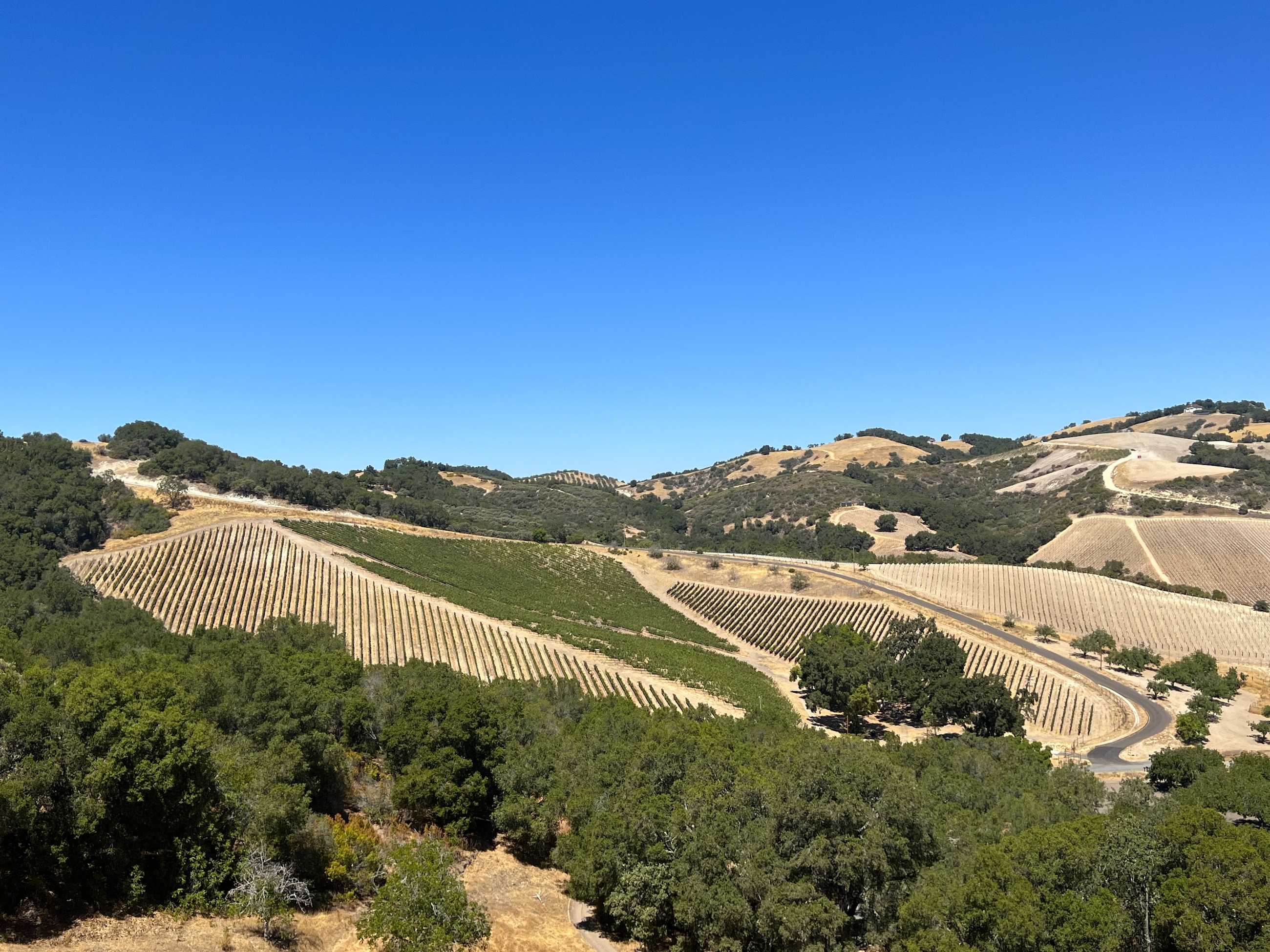 A scenic view of rolling hills covered in a vineyard under the clear blue sky of Paso Robles. Rows of grapevines are neatly arranged across the landscape, with patches of trees and winding roads weaving through the picturesque countryside.