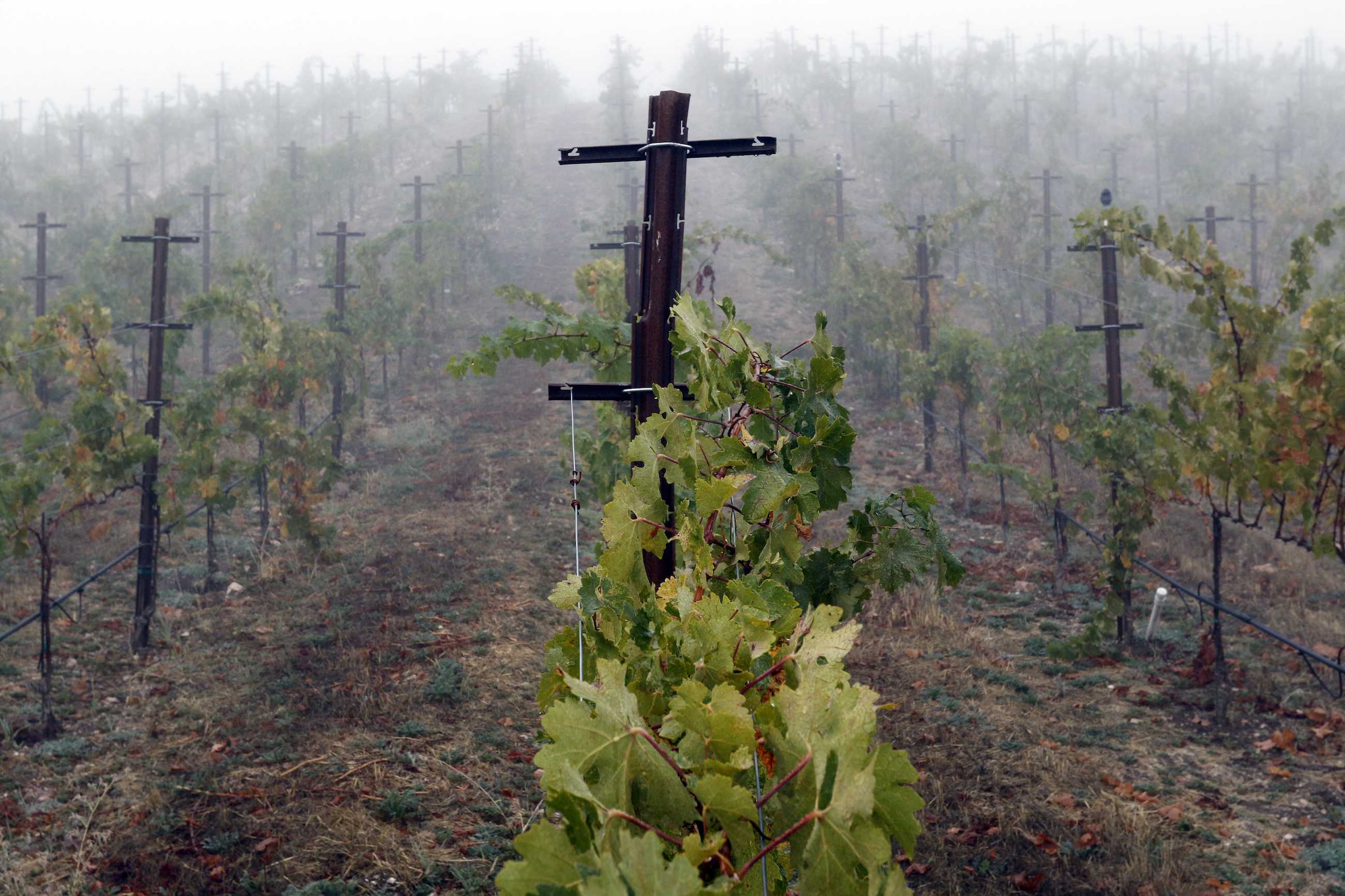 A vineyard in a foggy setting, with rows of grapevines stretching into the distance. The ground is covered in dry grass and leaves, creating a serene and misty atmosphere. Wooden posts support the leafy vines.