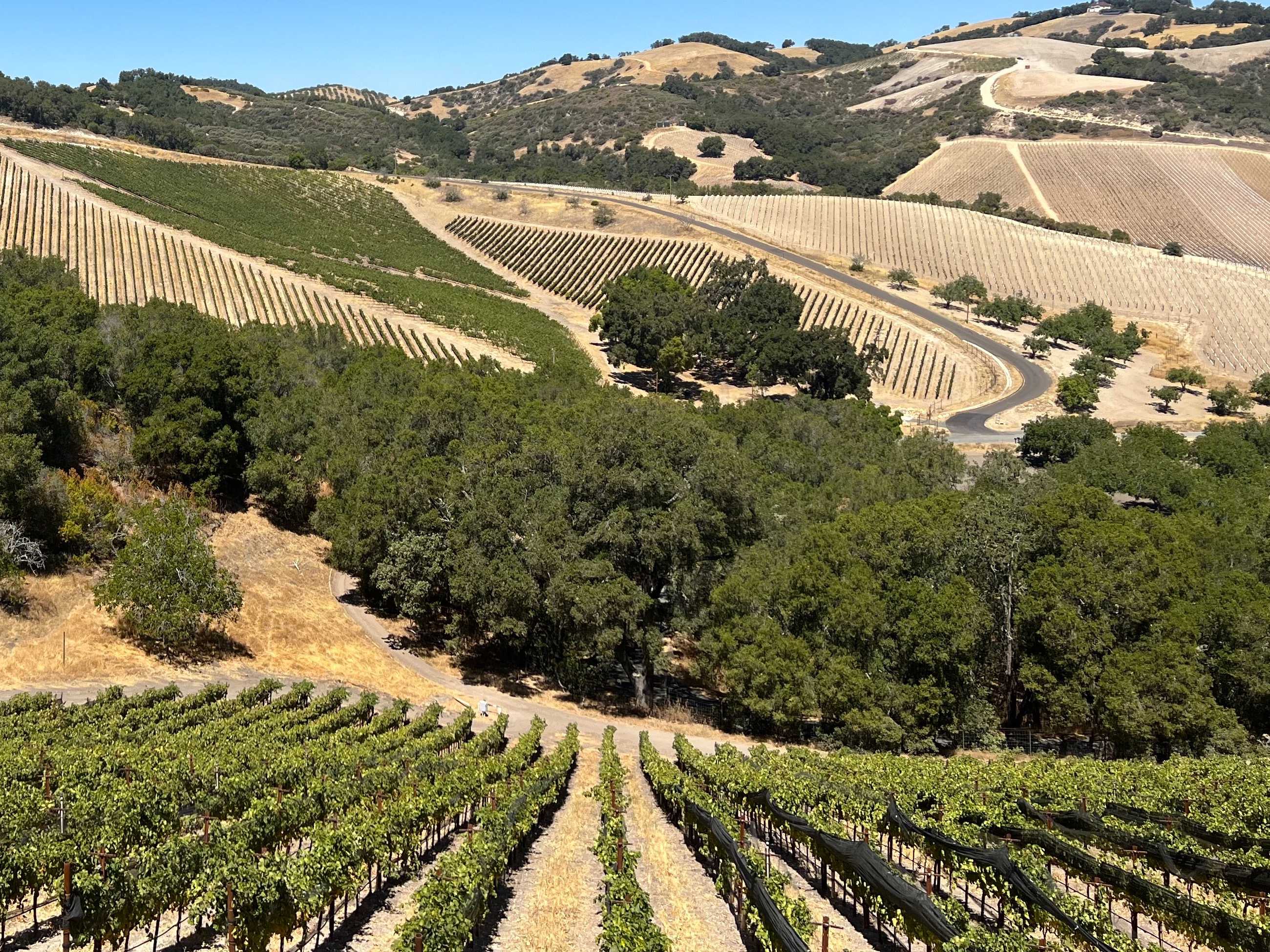 A picturesque landscape of rolling hills in the Paso Robles vineyard, featuring rows of grapevines extending into the distance. The scene includes winding roads and a mix of greenery and dry, brown terrain under a clear blue sky.