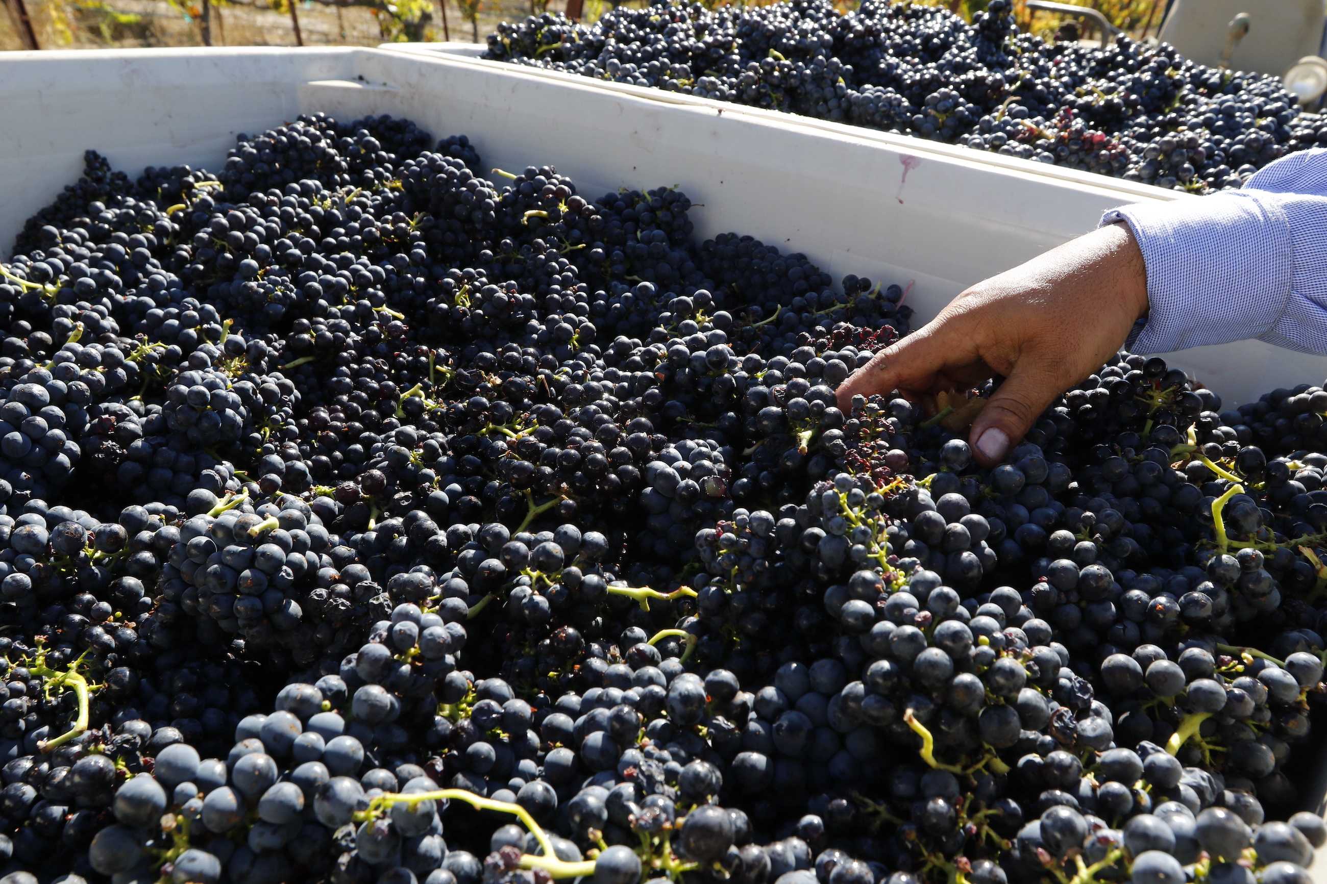 A hand inspects a large bin overflowing with clusters of ripe purple grapes, freshly harvested in the vibrant vineyards of Paso Robles under bright sunlight.