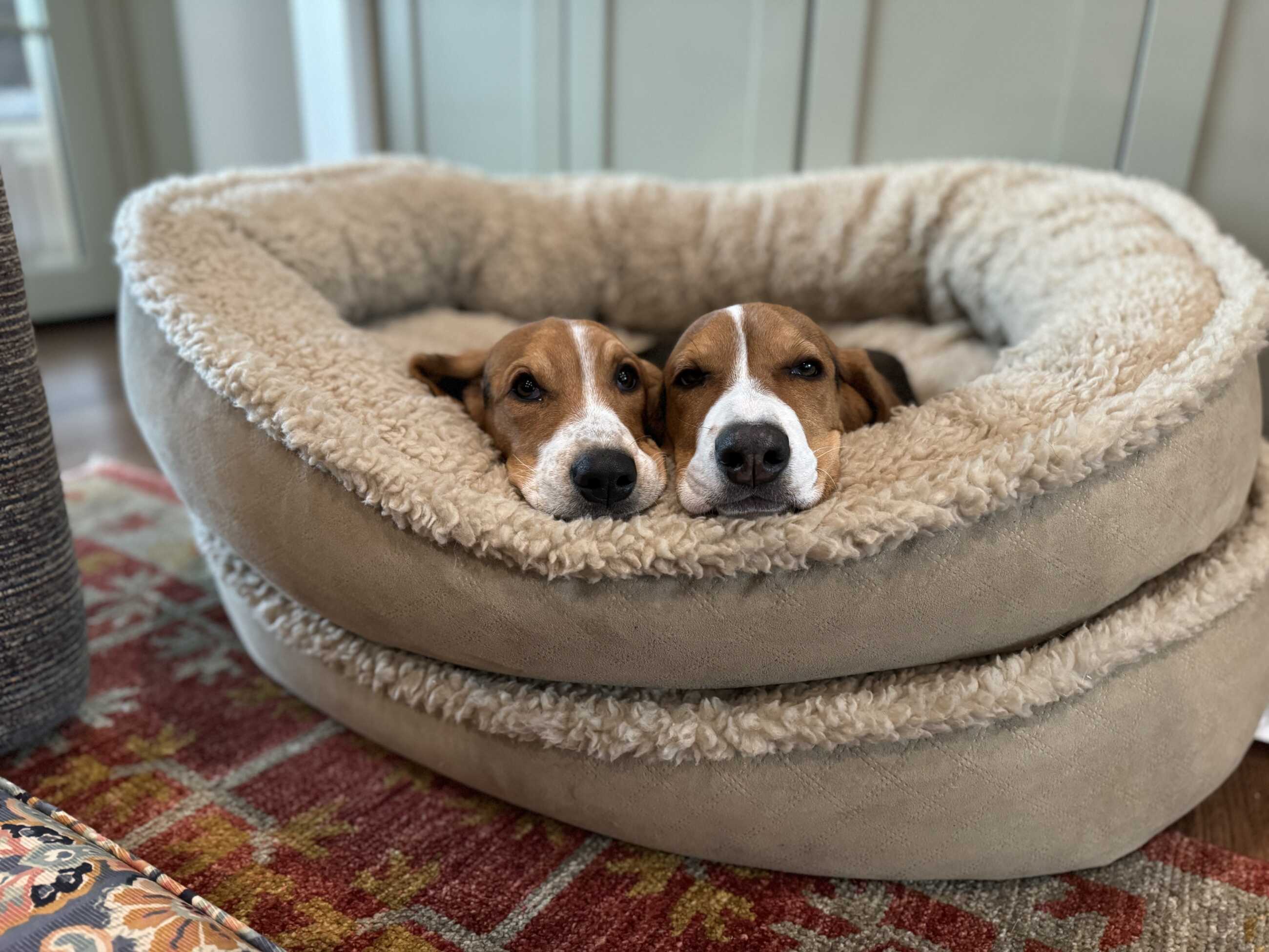 Two brown and white dogs snuggled together in a cozy, fluffy pet bed on a patterned rug. Their heads are resting side by side, peeking out comfortably.