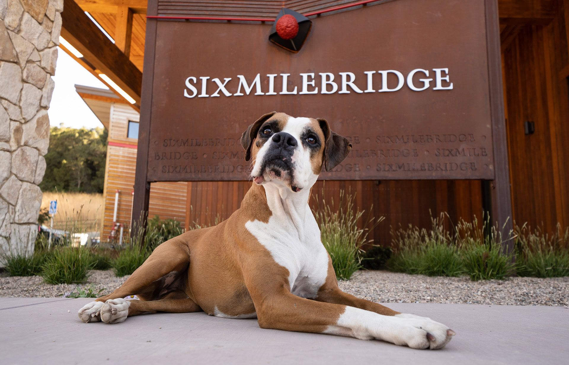 A brown and white dog is lying down in front of a sign that reads "SIXMILEBRIDGE." The dog is looking upward, and the background includes a building and greenery.