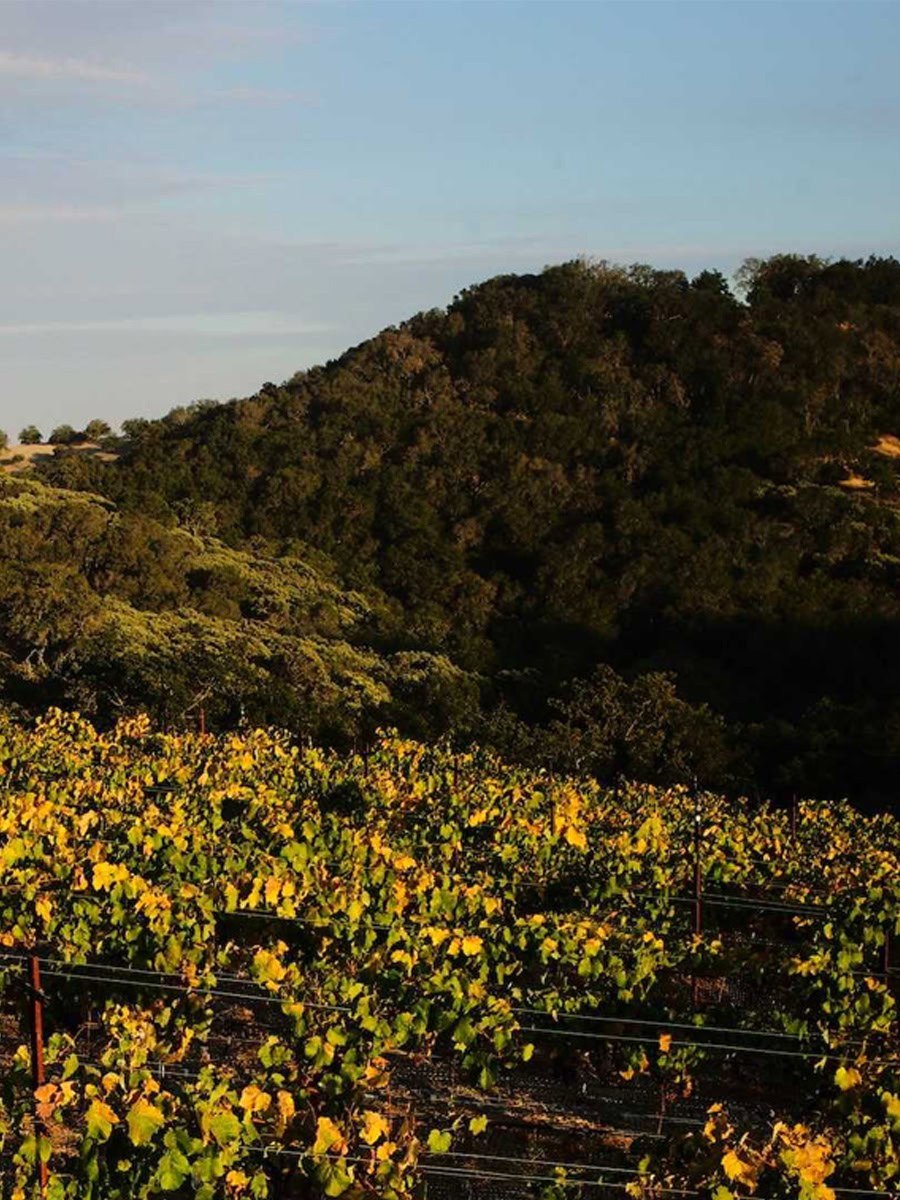 A vineyard in the foreground with lush green vines. Rolling hills covered with dense trees rise in the background under a clear blue sky, reminiscent of Paso Robles. The sunlight casts a warm glow over the landscape.