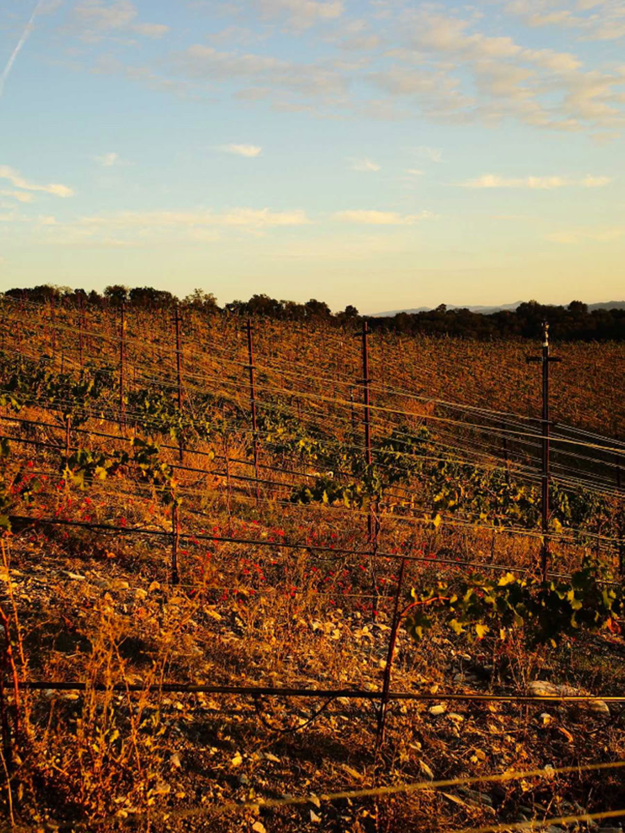 A vineyard in Paso Robles at sunset features rows of grapevines with autumn foliage. The golden light casts a warm glow over the rolling hills and distant horizon, with a few wispy clouds in the sky.