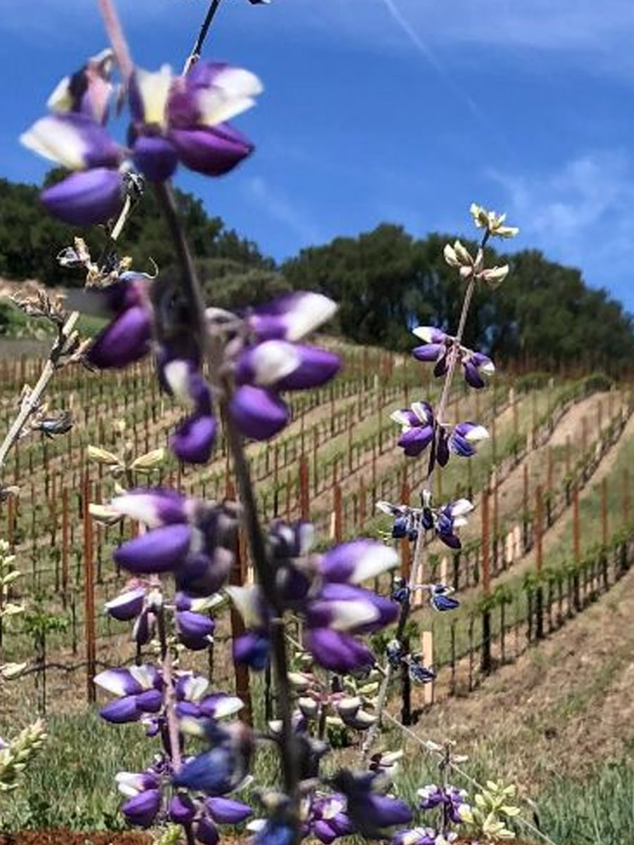 Close-up of purple lupine flowers in the foreground with a picturesque Paso Robles vineyard on a hillside in the background, under a clear blue sky.